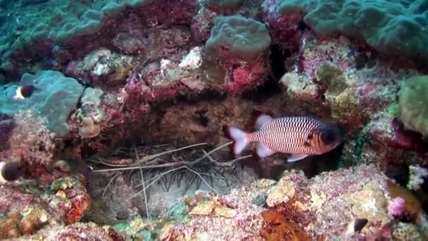 Langosta Cangrejo hios bajo el agua en busca de comida en el fondo marino de Maldivas . — Vídeos de Stock