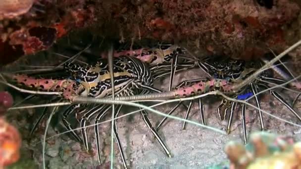 Langosta Cangrejo hios bajo el agua en busca de comida en el fondo marino de Maldivas . — Vídeo de stock