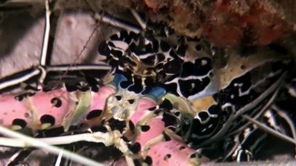 Lagosta Caranguejo hios subaquático em busca de alimentos no fundo do mar de Maldivas . — Vídeo de Stock