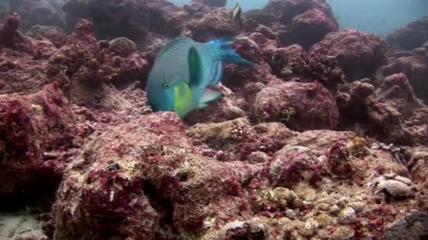 Papuga ryb pod wodą zjada coral na dnie morskim w Malediwy. — Wideo stockowe