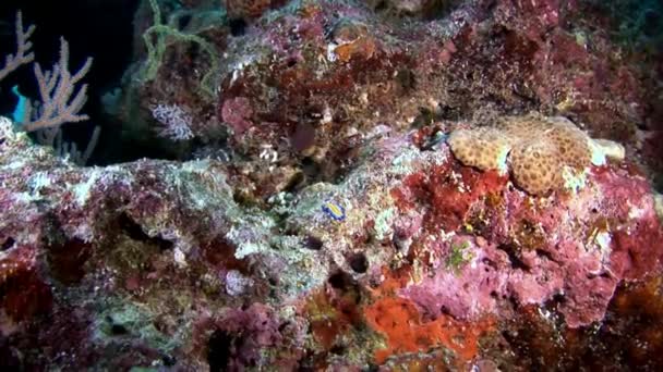 Babosa nudista Coryphella verrucosa Maldivas submarinas . — Vídeos de Stock