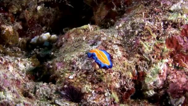 Babosa nudista Coryphella verrucosa Maldivas submarinas . — Vídeos de Stock