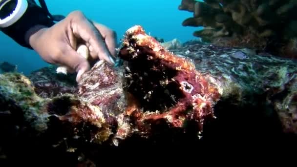 Ruka od scuba diver dotek coral hloubkách pod vodou. — Stock video