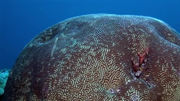 Duro cerebro de coral redondo en forma de bola bajo el agua increíble fondo marino en Maldivas . — Vídeos de Stock