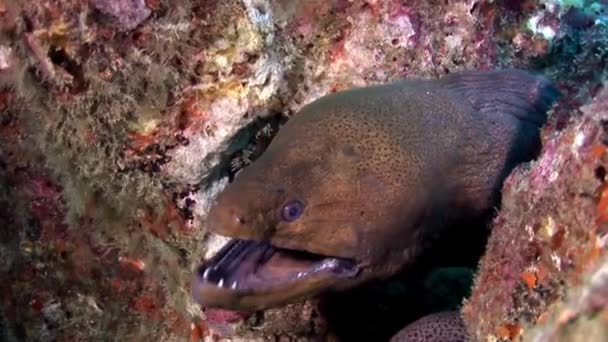 Moray eel dangerous underwater on seabed in Maldives. — Stock Video