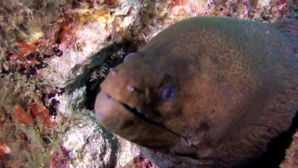 Moray anguila peligrosa bajo el agua en el fondo marino en Maldivas . — Vídeos de Stock