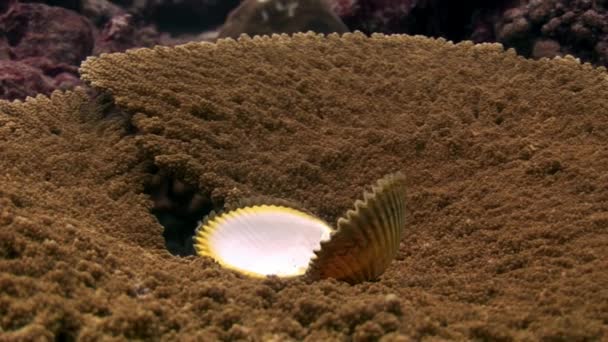 モルディブのサンゴ ミドリイシ水中素晴らしい海底の貝カワシンジュガイ. — ストック動画