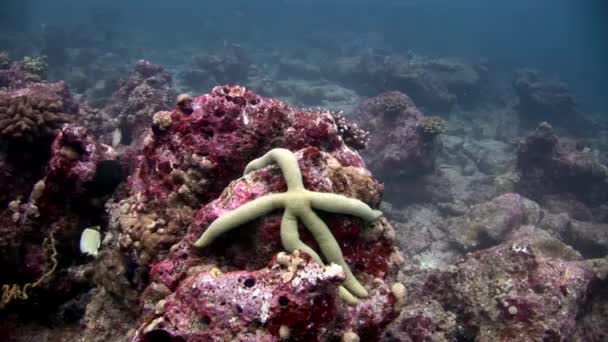 Stella marina verde da vicino sott'acqua sui fondali delle Maldive . — Video Stock