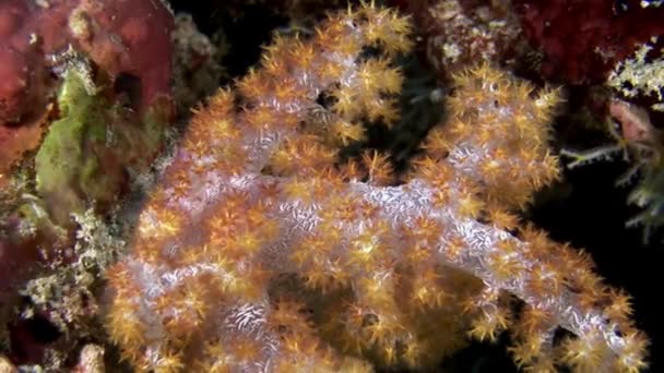 Zachte koraal onderwater verbazingwekkende zeebodem in Maldiven. — Stockvideo