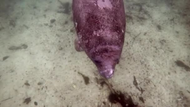 Sea cow manatee underwater in Crystal River. — Stock Video