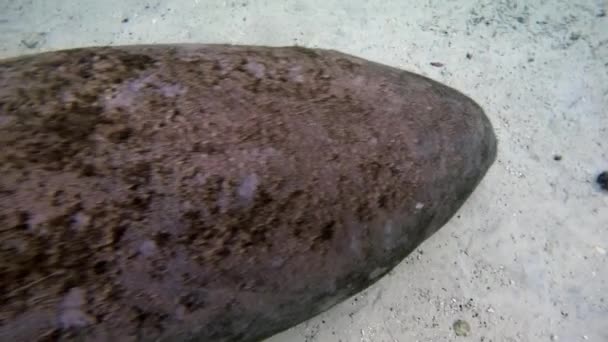 Zee koe manatee onderwater in Crystal River. — Stockvideo