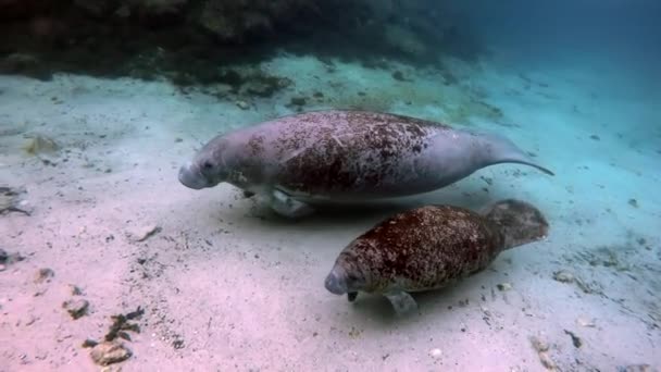 Sea cow manatee and calf underwater in Crystal River. — Stock Video