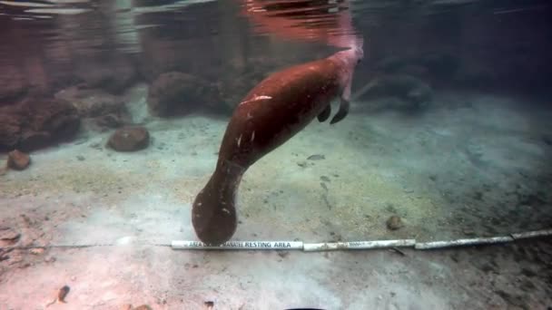 Морская корова под водой в Кристал Ривер . — стоковое видео