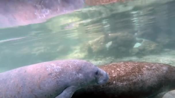 Dos manatíes bajo el agua en Crystal River . — Vídeo de stock