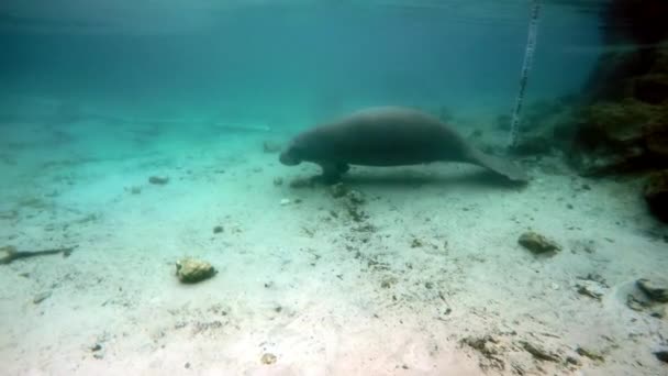 Zee koe manatee onderwater in Crystal River. — Stockvideo