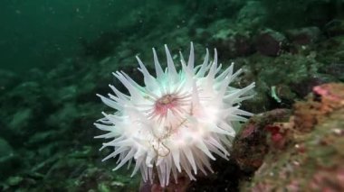Beyaz deniz anemone Actinia sualtı deniz dibinin Barents Denizi'nin üzerinde.