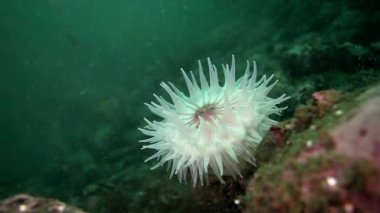 Beyaz deniz anemone Actinia sualtı deniz dibinin Barents Denizi'nin üzerinde.
