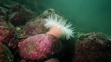 Beyaz deniz anemone Actinia sualtı deniz dibinin Barents Denizi'nin üzerinde.