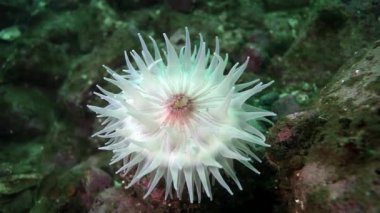 Beyaz deniz anemone Actinia sualtı deniz dibinin Barents Denizi'nin üzerinde.