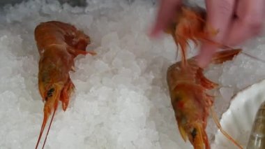 Aşçı eller üst üste buz bir deniz ürünleri restoranı taze karides.