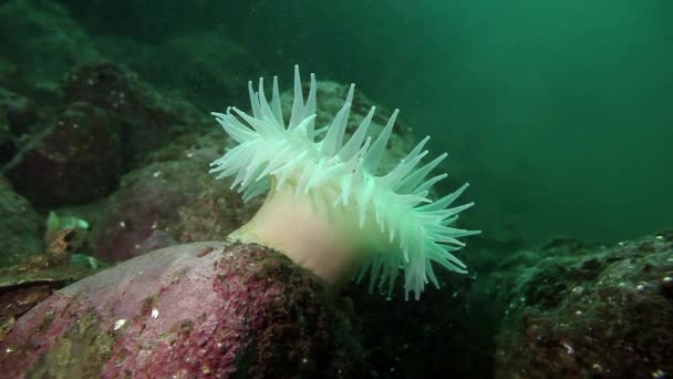 Λευκή θάλασσα ανεμώνη Actinia υποβρύχιο στο βυθό της Θάλασσας Μπάρεντς. — Αρχείο Βίντεο