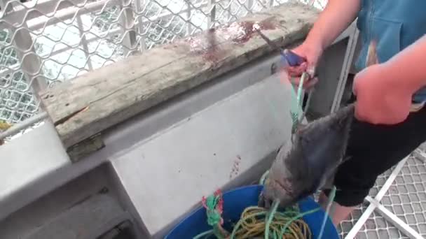 Rybář rozřezat ryby na lodi v pozadí oceán vln na Novém Zélandu. — Stock video