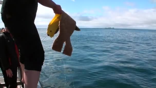 Fisheries on ship and bait in ocean background of waves in New Zealand. — Stock Video