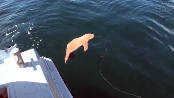 Pêche à bord de navires et appâts dans l'océan fond de vagues en Nouvelle-Zélande . — Video