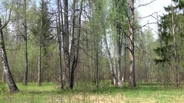 Esplosione di bomba a mano militare su sfondo di casa distrutta . — Video Stock