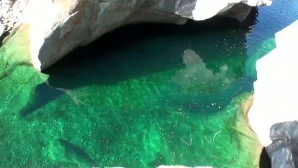 Krystalicznie czysta turkusowa rzeka Verzasca płynie w dolinie Alp Szwajcarskich. — Wideo stockowe