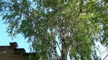 Alapaevsk, Rusya Federasyonu - 17 Temmuz 2012: Windows Müzesi anma temsilcileri Rus İmparatorluk ev. Bina, Nicholas II yakınları önce onların yürütme içeren.