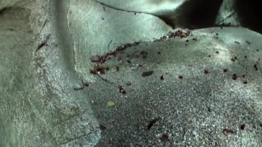 Büyük yumuşak taşlar ve kayalar su altında temizlemek turkuaz Nehri'nin Verzasca.