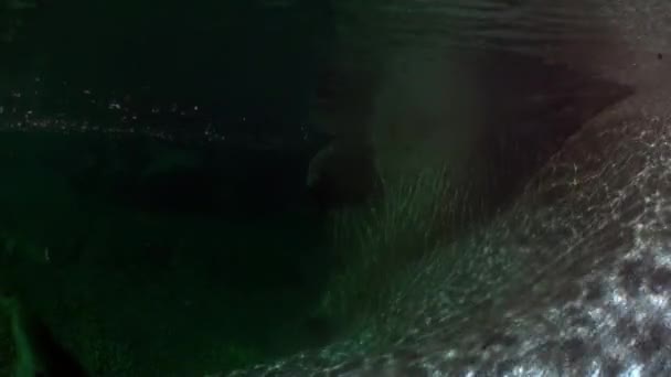 Huge Smooth Stones Rocks Underwater Transparent River Verzasca Picturesque Nature — Stock Video