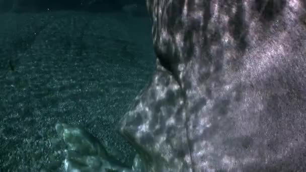 Lomu slunečního světla pod vodou na hladké kameny z řeky Verzasca. — Stock video