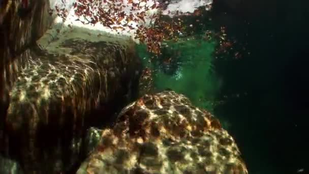 Réfraction de la lumière du soleil sous l'eau sur les pierres lisses de la rivière Verzasca .