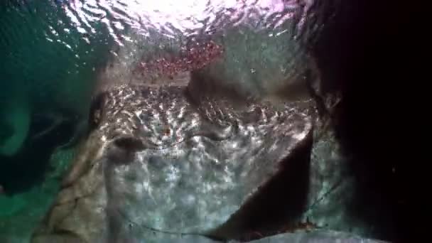 Огромные гладкие камни и скалы под водой из чистой бирюзовой реки Верзаска . — стоковое видео