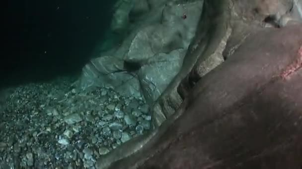 Breking van zonlicht onderwater op gladde stenen van rivier Verzasca. — Stockvideo