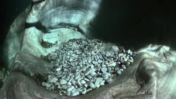 Breking van zonlicht onderwater op gladde stenen van rivier Verzasca. — Stockvideo