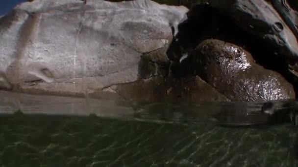 Acqua trasparente del fiume Verzasca sullo sfondo di enormi pietre lisce . — Video Stock