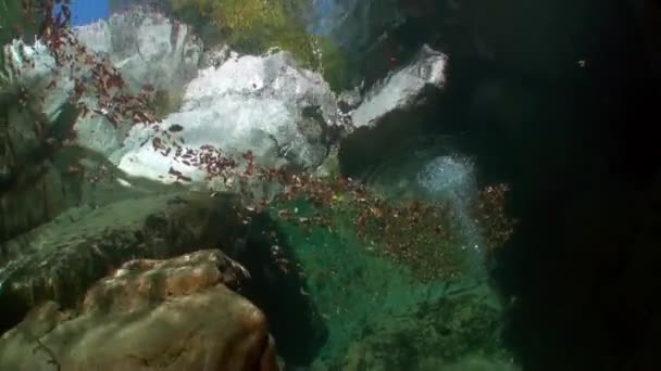 Undervattenslandskap mountain floden Verzasca. — Stockvideo