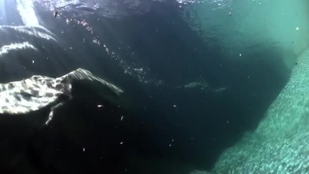 Refracción de la luz solar bajo el agua sobre piedras lisas del río Verzasca . — Vídeos de Stock