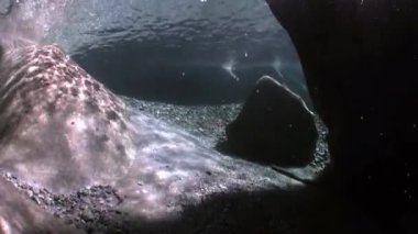 Sualtı manzara nehir Verzasca. büyük yumuşak taşlar arka plan üzerinde.
