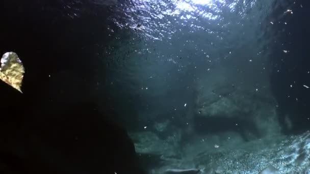 Paisaje submarino del río Verzasca. sobre el fondo de enormes piedras lisas . — Vídeos de Stock