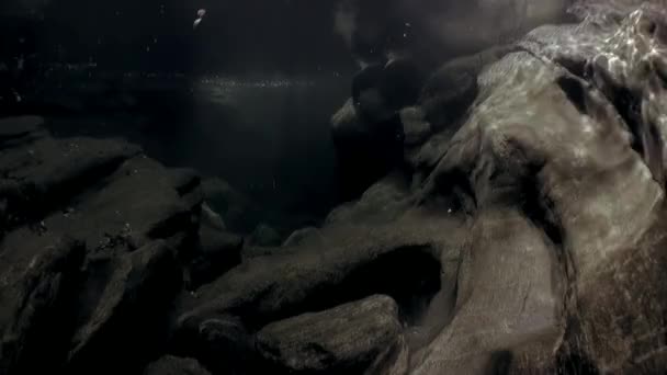 Paysage sous-marin de la rivière Verzasca. sur fond d'énormes pierres lisses . — Video