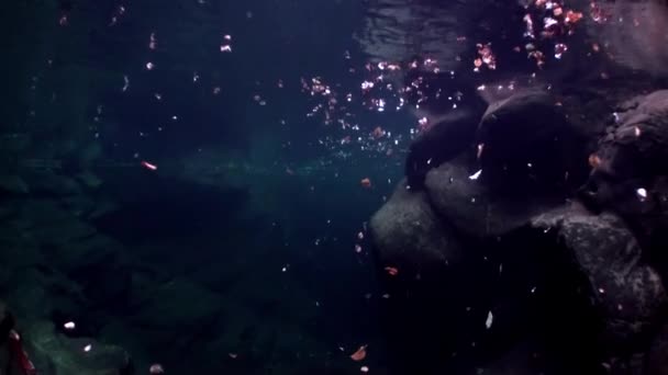 Undervattenslandskap floden Verzasca. på bakgrund av enorma släta stenar. — Stockvideo