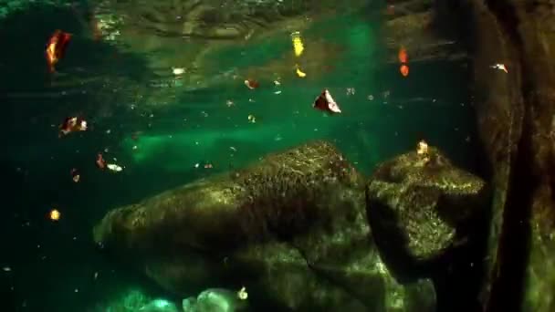 투명 한 강 Verzasca의 수 중 풍경. — 비디오