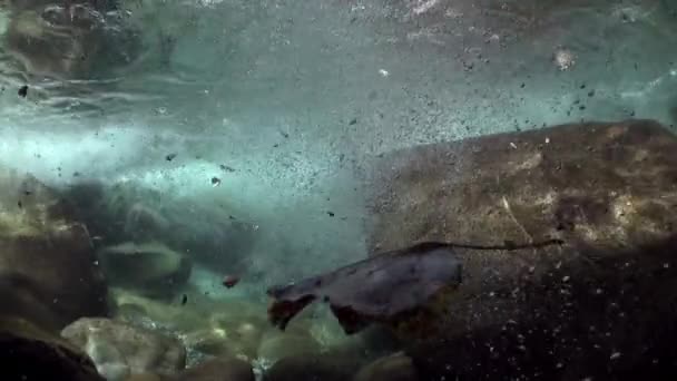 Вид под водой сильного подтека горной реки Фаска . — стоковое видео