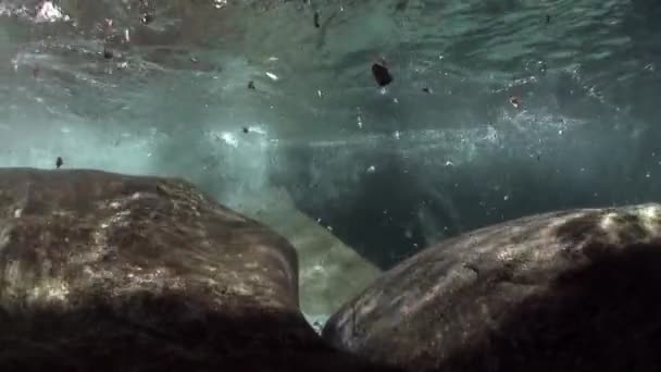 Blick unter Wasser auf starke Unterströmung des Gebirgsflusses verzasca. — Stockvideo