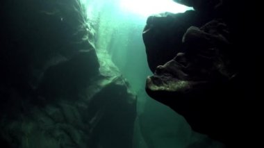 Şeffaf Nehri'nin Verzasca sualtı manzara.