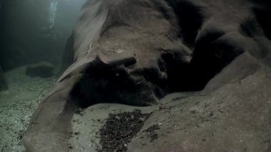 Dalgıç su altında şeffaf nehir Verzasca.